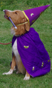 Merlin Dog